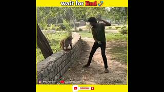 बंदरो के कुछ गजब कारनामे🤣 wait for end😂 #shortsfeed #funny #funnyshorts #trending #shortvideo #facts
