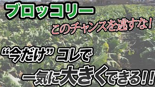 【ブロッコリー】チャンス到来。これやるだけで一気に大きくできます！ただし注意点もあります。