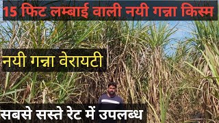 15 फिट लम्बाई वाली नयी गन्ना किस्म सबसे सस्ते रेट में उपलब्ध #lovekisan