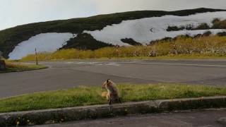 知床峠，6月北海道的這裡遇到野生狐狸，還有好多積雪