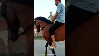 Stallion Imran🐎# kalli Sidhu#viral #short