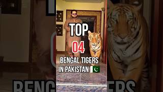 Top 4 Bengal Tigers in Pakistan 🇵🇰 😱 | Apo Shorts | #shorts #tiger