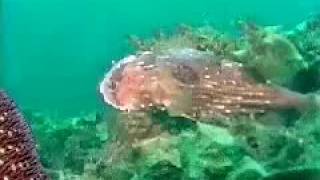 Porcupine Fish are Spiky