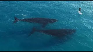 2 Whales Follow A Surfer