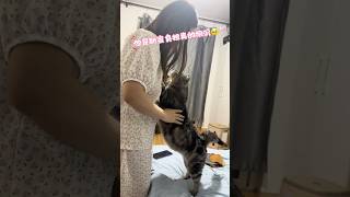 其实小猫也不知道它胖，它就是想要抱抱你而已粘人精 #小猫也躲不过冬天的静电 #猫咪 #记录猫咪日常