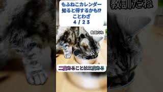 4/23もふねこカレンダー#ことわざ#ショート#二度あることは三度ある