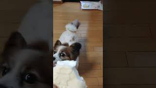 どうしてもアイスがほしい犬