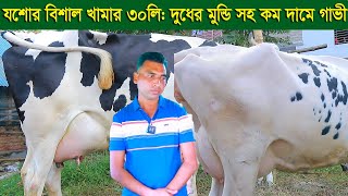 যশোরে বিশাল খামার ৩০লিটার দুধের মুন্ডি গাভী সহ কম দামে গাভী নিতে পারেন dairy farm