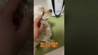 【アメコカ】朝ごはん待ちで微動だにしない子犬