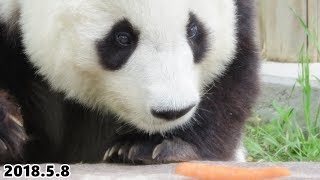 2018年5月8日 ジャイアントパンダ タンタン 王子動物園