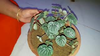 How to Grow and Care Pepperomia Plant || Fun Gardening || 7 Nov, 2017
