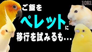 ペレットを与えるも...食べな過ぎて不安｜鳥,インコ・ハムスター多頭飼いvlog動画1021