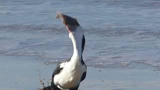 Pied Shag eating fish