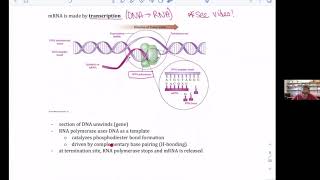 C102-Types of RNA