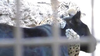 琥珀君（ジャガー）のドリブル♪とべ動物園にて