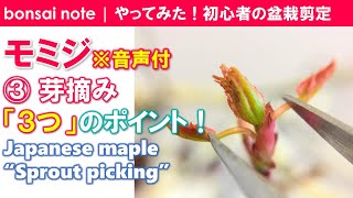 【苗木で作る】モミジ盆栽③芽摘み3つのポイント※音声付｜Japanese maple “Sprout picking”／bonsai