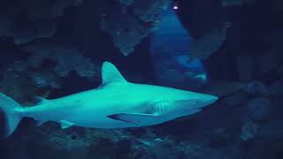 Best Place To Visit DUBAI 2021 | Aquarium And Underwater Zoo