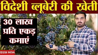 30 लाख प्रति एकड़ कमाई | blueberry farming | blueberry ki Kheti | Best fruit farming idea #blueberry