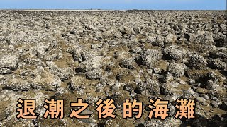 农民赶海，退潮了整片海滩都是海鲜，你要不要