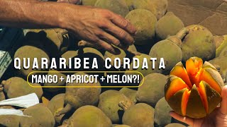 Quararibea cordata | RARE Amazonian Fruit! The Next Superfruit?