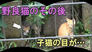 野良猫が子猫を連れて現れた。保護大作戦！【その２】Stray cat prot ection