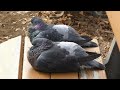 【ハト日記】素敵なハトップル columba livia