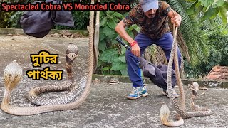 গোখরো সাপ ও কেউটে সাপের কামড়া কামড়ি 😱 দুটির কি পার্থক্য | spectacled cobra vs monocled cobra fight