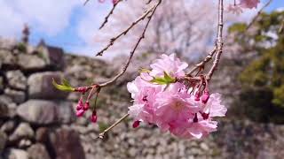 度会郡玉城町　田丸城跡の春の桜の映像