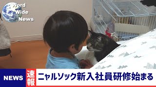 【ニュース】ニャルソック株式会社で新入社員研修始まる【猫動画】