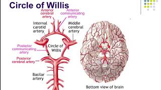 Pathophysiology Ch 44 Acute Disorders of Brain Function