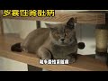 养英短的五个缺点，养猫新人必看！