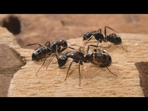 Tips to get rid of carpet ants Tips to get rid of carpet ants