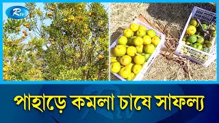 রাঙামাটির পাহাড়ি মাটিতে বাড়ছে কমলা চাষ | Rangamati | Rtv News