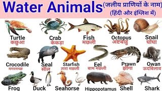 Water Animals /20 पानी में रहने वाले जीवो के नाम / Water Animals in Hindi and English