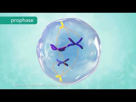 Which 2 phases do the centrioles move to opposite sides of the cell and spindle fibers begin to form?