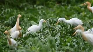 アマサギの群れの採食