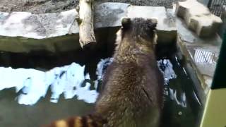 円山動物園アライグマ入浴中