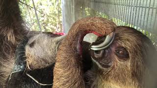 Two-Toed Sloth Born At Zoo Miami!