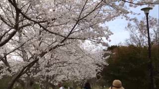 浜松　佐鳴湖公園の桜 2014