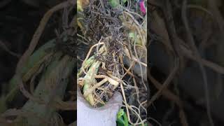 Squash Roots: Plants want to grow. #gardengingtips #squash #gardening #Roots