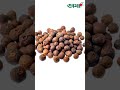 জাদুকরী পাঁচটি মসলা একসাথে যে গাছে nature allspice plants