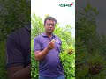 জাদুকরী পাঁচটি মসলা একসাথে যে গাছে nature allspice plants