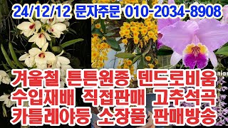 겨울철 튼튼 원종 덴드로비움 특판 묵은둥이 카틀레야등 재배법 강의