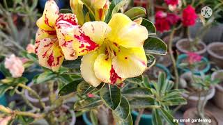 My favourite yellow adenium plant