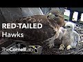 Cornell Hawks Dual-Cam View Cornell Hawks Dual-Cam View