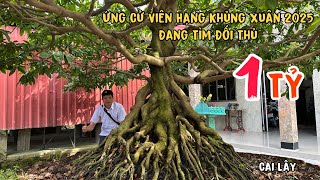 Chiêm Ngưỡng Cây Mai Gần 1 Tỷ Siêu Khủng Xuân 2025 Quá Nét 0913719756