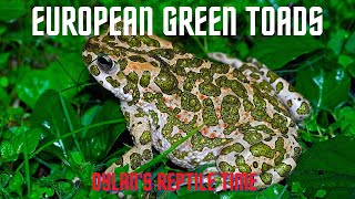 European Green Toads - Dylan's Reptile Time