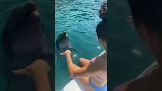 Wow so Cute Dolphin.#shorts #shortsvideo #shortsyoutube #funnyvideo #comedy #funny #comedyvideo #fyp