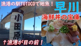 【漁港の駅】小田原の地魚海鮮丼！青春18きっぷVlog　#青春18きっぷ #海鮮丼 #神奈川