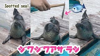 Please throw me a fish! Spotted seal | MARINE WORLD uminonakamichi